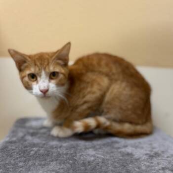 Theodore 54170 -  Domestic Short Hair Cat for Adoption in Las Vegas, Nevada - Theodore 54170 | PetCurious