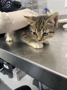 Butterfly -  Domestic Short Hair Cat for Adoption in West Chester, Pennsylvania - Butterfly | PetCurious