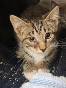 HULLABALOO -  Domestic Short Hair Cat for Adoption in Hagerstown, Maryland - HULLABALOO | PetCurious