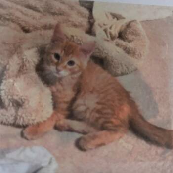 Pippi -  Domestic Medium Hair Cat for Adoption in Denver, Colorado - Pippi | PetCurious