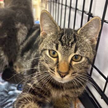 Tony -  Domestic Short Hair Cat for Adoption in Waynesboro, Pennsylvania - Tony | PetCurious