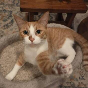 Michi -  Domestic Short Hair Cat for Adoption in Houston, Texas - Michi | PetCurious