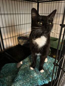 Raven -  Domestic Short Hair Cat for Adoption in Baldwin, Michigan - Raven | PetCurious
