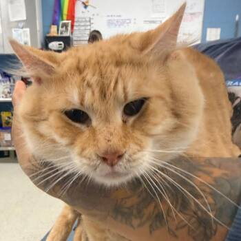 Domestic Short Hair Cats Available for Adoption in Indianapolis, Indiana - Sunny Boy | PetCurious