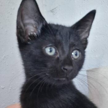 Bear -  Domestic Short Hair Cat for Adoption in Evansville, Indiana - Bear | PetCurious