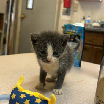 Rugby -  Domestic Short Hair Cat for Adoption in Hinesville, Georgia - Rugby | PetCurious