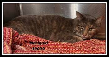 Domestic Short Hair and Dilute Calico Cats Available for Adoption in Marietta, Georgia - MARIGOLD | PetCurious