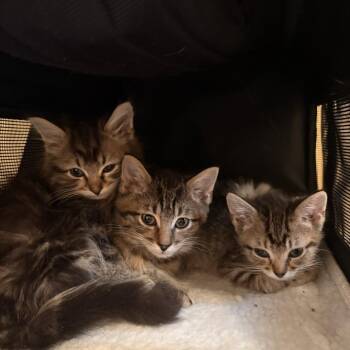 Domestic Short Hair Cats Available for Adoption in Madison, Wisconsin - Benito | PetCurious