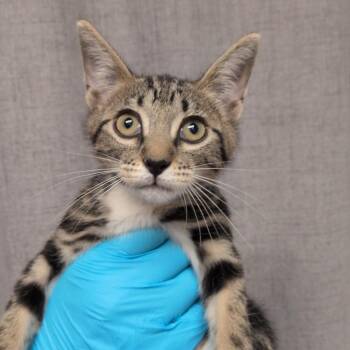 Ultra Mar -  Domestic Short Hair Cat for Adoption in Hattiesburg, Mississippi - Ultra Mar | PetCurious