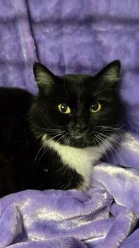 Rescue Domestic Long Hair Cats for Adoption in Chilliwack, British Columbia - Mama | PetCurious