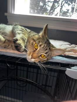 Belle - Courtesy Listing -  Domestic Short Hair Cat for Adoption in Rootstown, Ohio - Belle - Courtesy Listing | PetCurious