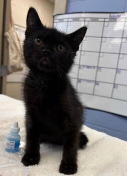Little Guy -  Domestic Short Hair Cat for Adoption in Liverpool, New York - Little Guy | PetCurious