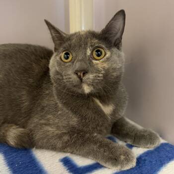 Chanel -  Dilute Tortoiseshell Cat for Adoption in Cooperstown, New York - Chanel | PetCurious