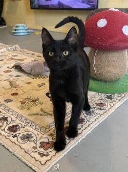Woody -  Domestic Short Hair Cat for Adoption in Phoenix, Arizona - Woody | PetCurious