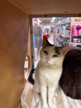 Dipstick -  Domestic Short Hair Cat Available for Adoption in Camp Hill, Pennsylvania - Dipstick | PetCurious