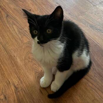 Mary Ellen -  Domestic Short Hair Cat for Adoption in Williston, Florida - Mary Ellen | PetCurious