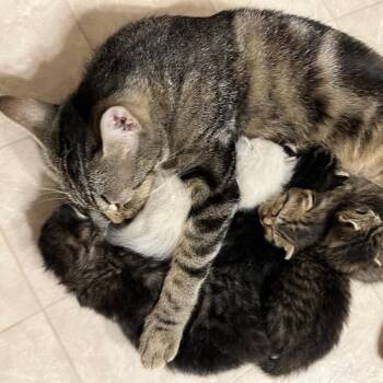 Silverstream -  Domestic Short Hair Cat for Adoption in Brownsboro, Alabama - Silverstream | PetCurious