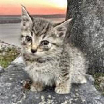 Rescue Domestic Short Hair Cats for Adoption in Portsmouth, Ohio - Phineas | PetCurious