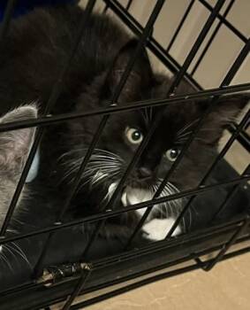 Rescue Domestic Medium Hair and Domestic Short Hair Cats for Adoption in Anderson, Indiana - Jamerson | PetCurious