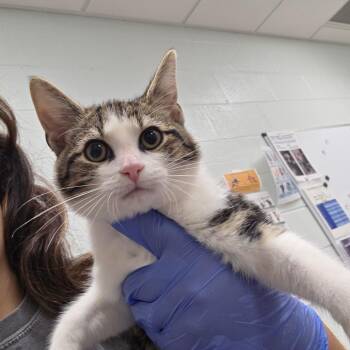 Toot -  Domestic Short Hair Cat for Adoption in Chattanooga, Tennessee - Toot | PetCurious