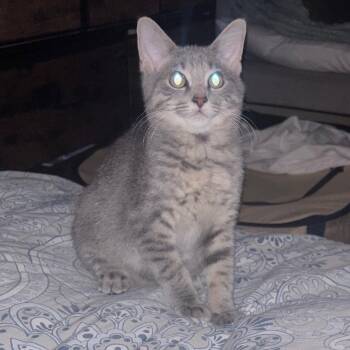 Shadow -  Domestic Short Hair Cat for Adoption in Woodbury, New Jersey - Shadow | PetCurious