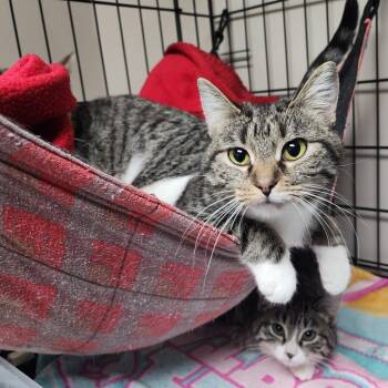 Domestic Short Hair Cats Available for Adoption - Astrid | PetCurious