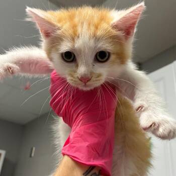 Domestic Short Hair Cats Available for Adoption in Greenville, South Carolina - Mango | PetCurious