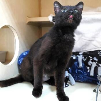 Speckles -  Domestic Short Hair Cat for Adoption in Michigan City, Indiana - Speckles | PetCurious
