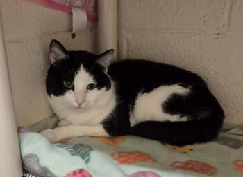 Domestic Short Hair Cats Available for Adoption - INDIGO | PetCurious