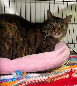 Rescue Domestic Short Hair Cats for Adoption in Lancaster, Pennsylvania - Tig Tig | PetCurious