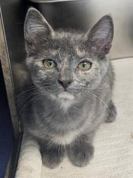 TROUT -  Domestic Short Hair Cat for Adoption in Clyde, North Carolina - TROUT | PetCurious
