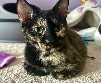 Domestic Short Hair Cats Available for Adoption in Andover, Connecticut - Mazey | PetCurious