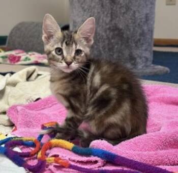 MIRA -  Domestic Short Hair Cat for Adoption in Loveland, Colorado - MIRA | PetCurious