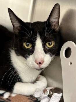 Rescue Domestic Short Hair Cats for Adoption in Wichita, Kansas - Roo | PetCurious