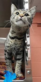 Domestic Short Hair Cats Available for Adoption in Logan, Utah - Sawyer | PetCurious