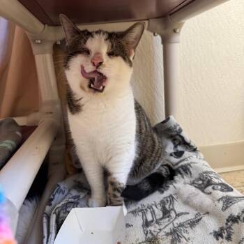 Pixie Stix -  Domestic Short Hair Cat for Adoption in Pekin, Illinois - Pixie Stix | PetCurious