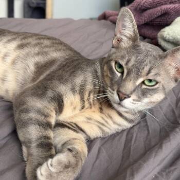 Rescue Domestic Short Hair Cats for Adoption in Pompano Beach, Florida - Kalzone | PetCurious