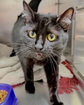 Domestic Short Hair Cats Available for Adoption - Jyn | PetCurious