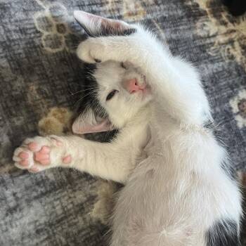 Whisky -  Domestic Short Hair Cat for Adoption in Columbia, Missouri - Whisky | PetCurious