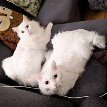 Silver and Velvet bonded siblings -  Turkish Angora Cat for Adoption in Mississauga, Ontario - Silver And Velvet Bonded Siblings | PetCurious
