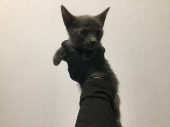 A1938493 -  Domestic Short Hair Cat for Adoption in Thousand Palms, California - A1938493 | PetCurious