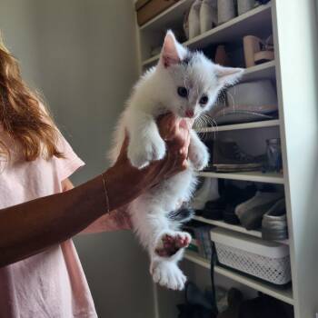 Polydactyl 2 -  Maine Coon Cat for Adoption in Spring Hill, Kansas - Polydactyl 2 | PetCurious