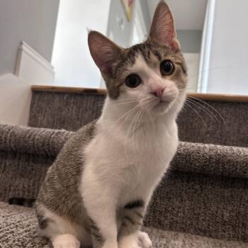 Angry Chair -  Domestic Short Hair Cat for Adoption in Davenport, Iowa - Angry Chair | PetCurious