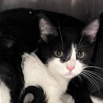 Domestic Short Hair Cats Available for Adoption in Salt Lake City, Utah - Funfetti | PetCurious