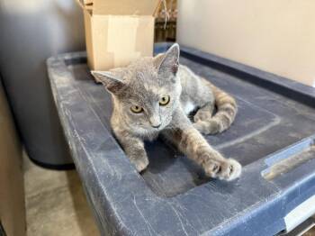 Callie -  Domestic Short Hair Cat for Adoption in St. Cloud, Minnesota - Callie | PetCurious