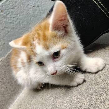 Domestic Short Hair Cats Available for Adoption in Allentown, Pennsylvania - Mochi | PetCurious