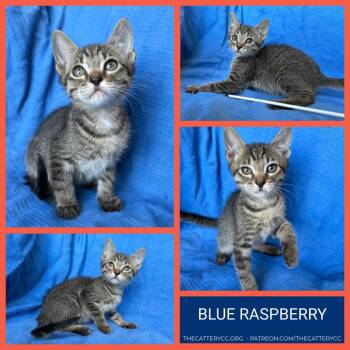 Blue Raspberry -  Domestic Short Hair Cat for Adoption in Corpus Christi, Texas - Blue Raspberry | PetCurious