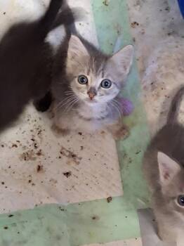 Bonnie -  Domestic Short Hair Cat for Adoption in Heber City, Utah - Bonnie | PetCurious