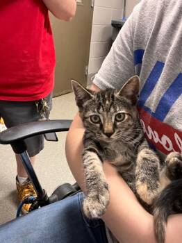 Rescue Domestic Short Hair Cats for Adoption in Hopkinsville, Kentucky - Runt | PetCurious