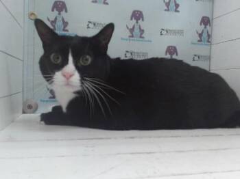 Domestic Short Hair Cats Available for Adoption in Orlando, Florida - SOCKS | PetCurious